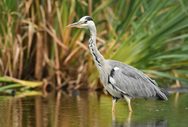 stock image Grey heron in natural habitat, close up