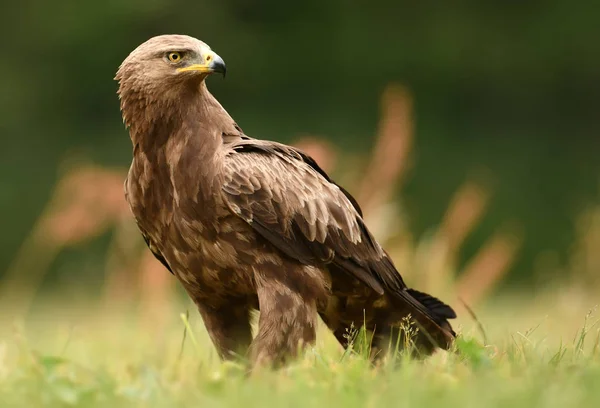 Close View Lesser Spotted Eagle — Stock Photo, Image