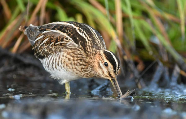 Close View Common Snipe Natural Habitat — Stock Photo, Image