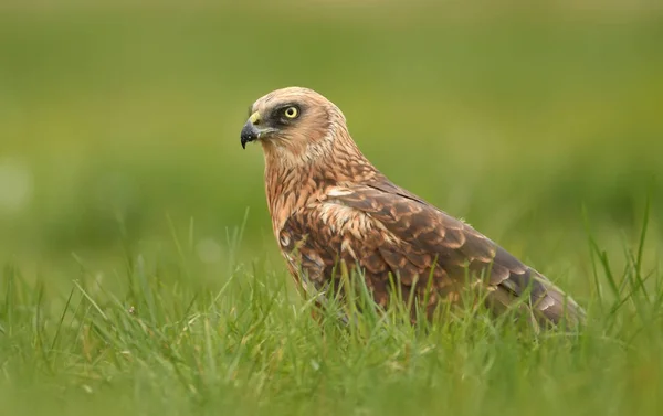 Vue Rapprochée Busard Des Marais Dans Habitat Naturel — Photo