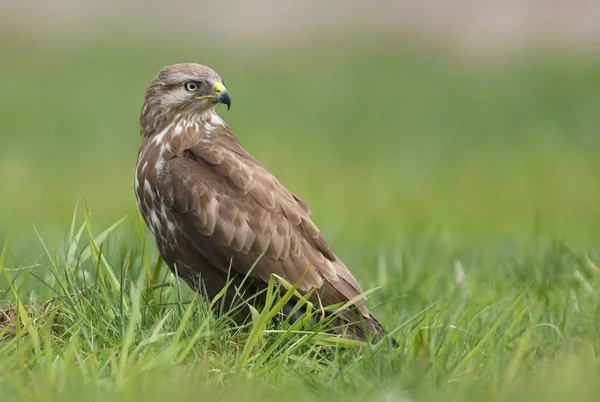 Common Buzzard Natural Habitat — Stock Photo, Image