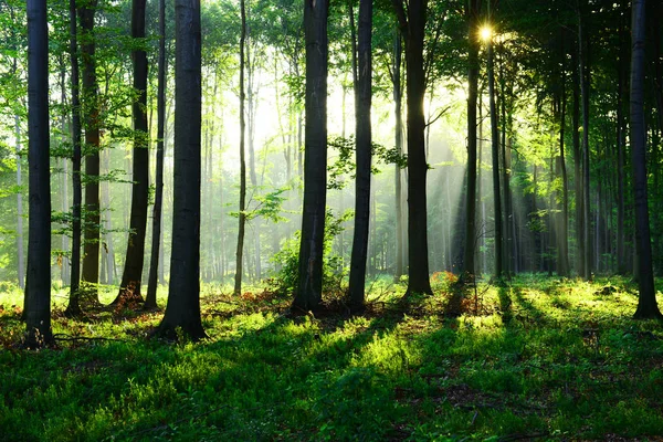 Bela Manhã Com Sol Floresta Outono — Fotografia de Stock