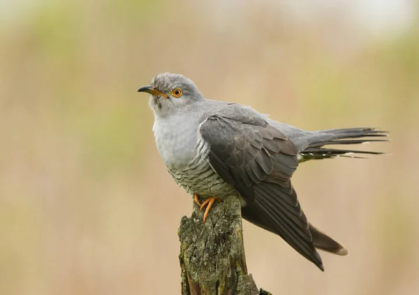 Gemeiner Kuckuck Nahsicht — Stockfoto