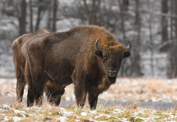 European Bison Bison Bonasus — Stock Photo, Image
