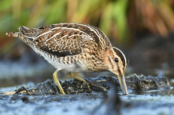 Vista Cerca Snipe Común Hábitat Natural — Foto de Stock