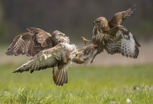 Lutte Contre Les Buses Communes Dans Habitat Naturel — Photo