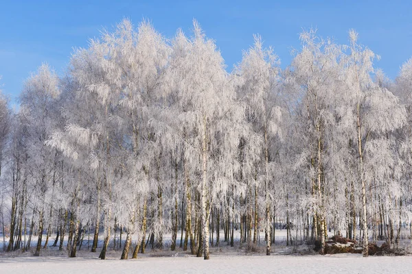 葉のない木が美しい冬の風景 — ストック写真
