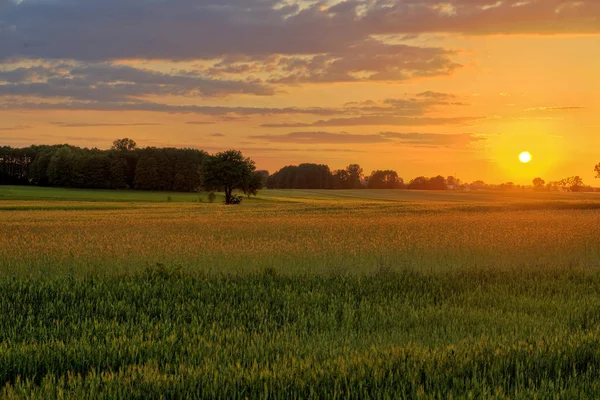 Vacker Solnedgång Över Sommaren Jordbruksområdet — Stockfoto