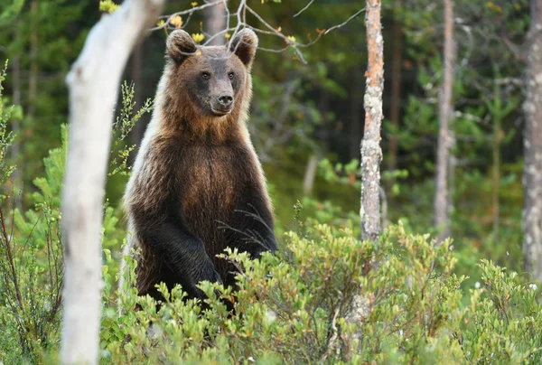 Wild Brown Bear Natural Habitat — Stock Photo, Image