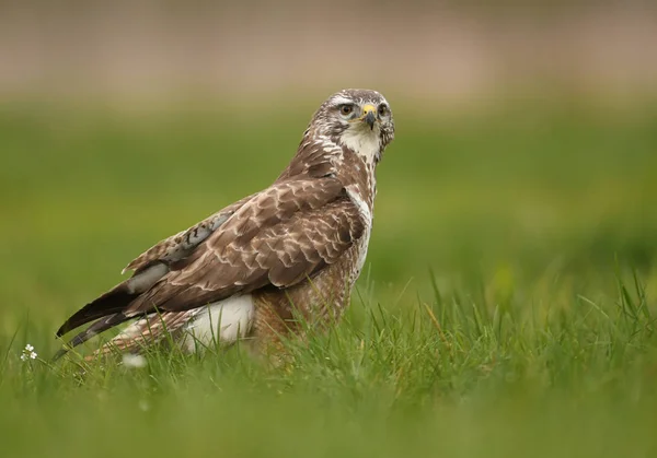 Mäusebussard Natürlichem Lebensraum — Stockfoto