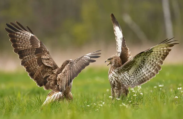 Bekämpfung Von Mäusebussarden Natürlichem Lebensraum — Stockfoto