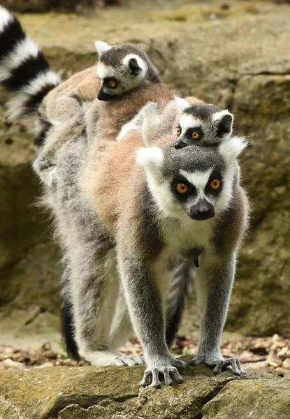 Ringelschwanzmaki Park — Stockfoto