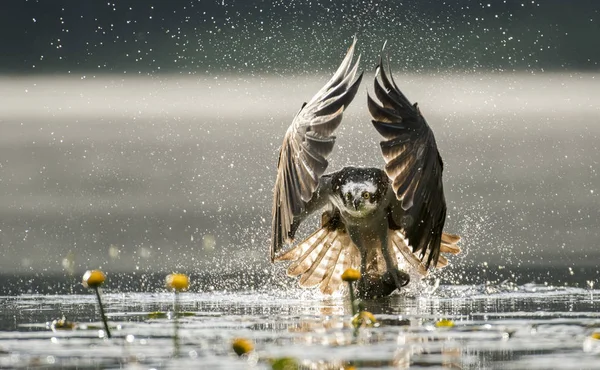 Vista Perto Caça Ospreia Lago — Fotografia de Stock