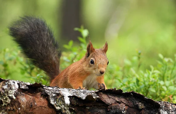 Nahaufnahme Von Niedlichen Roten Eichhörnchen — Stockfoto