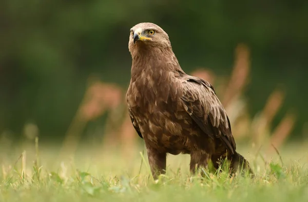 Nahaufnahme Des Seeadlers — Stockfoto