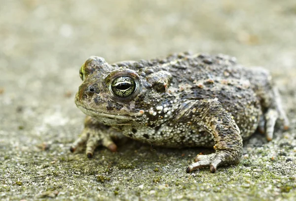 Nära Håll Natterjack Padda Naturliga Livsmiljö — Stockfoto