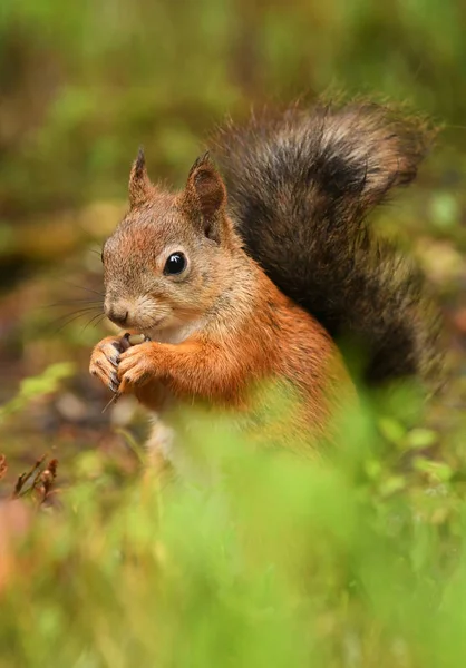 Nahaufnahme Von Niedlichen Roten Eichhörnchen — Stockfoto