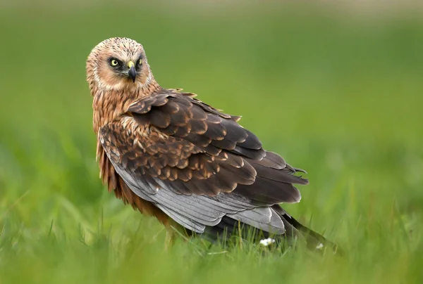 Marsh Harrier Doğal Ortamlarında Görünümünü Kapat — Stok fotoğraf