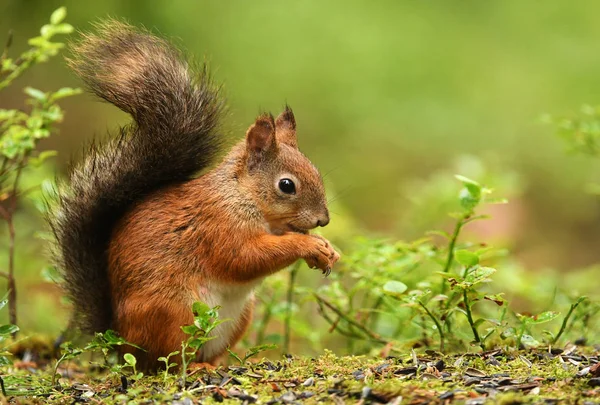 Stäng Upp Söt Ekorre — Stockfoto