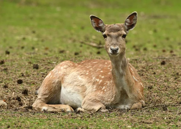 Braakherten Dama Dama — Stockfoto