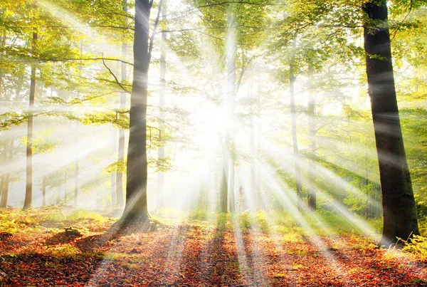 Hermosa Mañana Con Sol Bosque Otoño — Foto de Stock