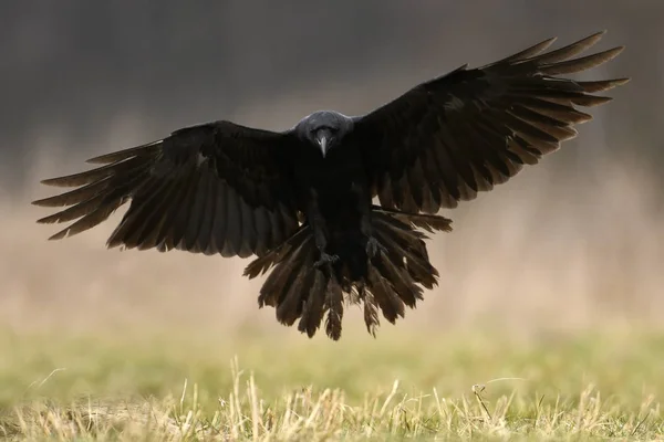 มมองของ Common Raven — ภาพถ่ายสต็อก