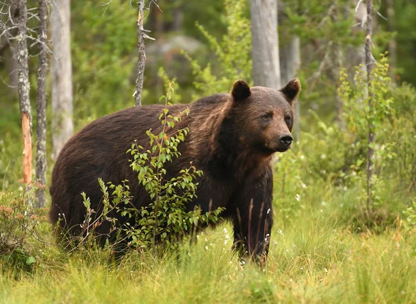 Urso Pardo Selvagem Habitat Natural — Fotografia de Stock