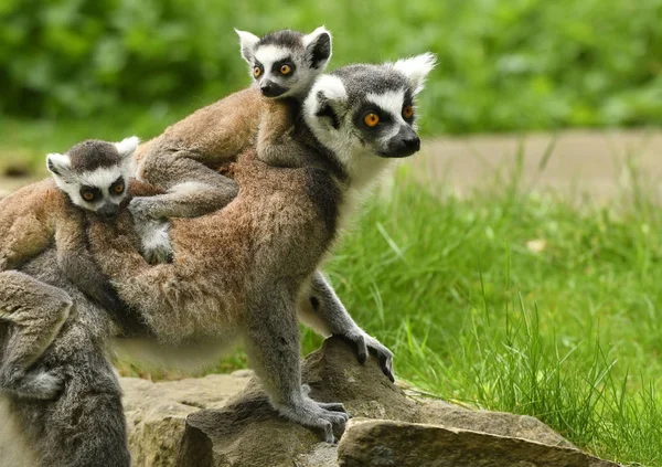 Lemuri Coda Anello Nel Parco — Foto Stock