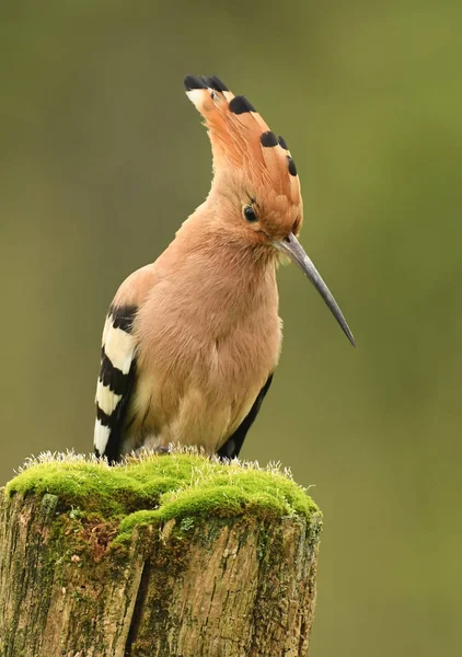 Eurasian Hoopoe Common Hoopoe Close — Stock Photo, Image