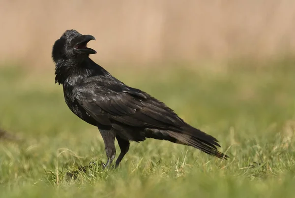 Закрыть Вид Common Raven — стоковое фото