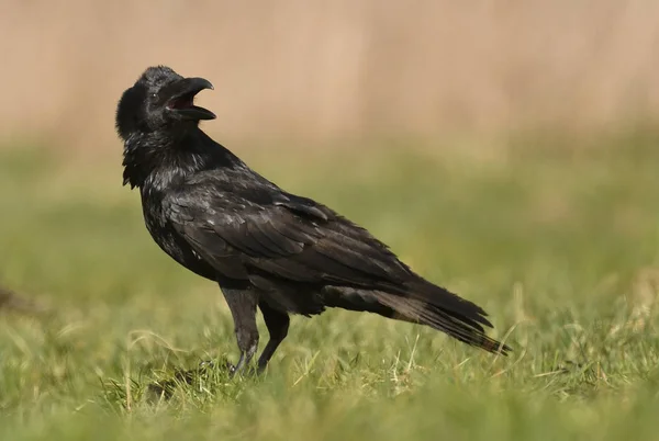 Nærbillede Fælles Ravn - Stock-foto