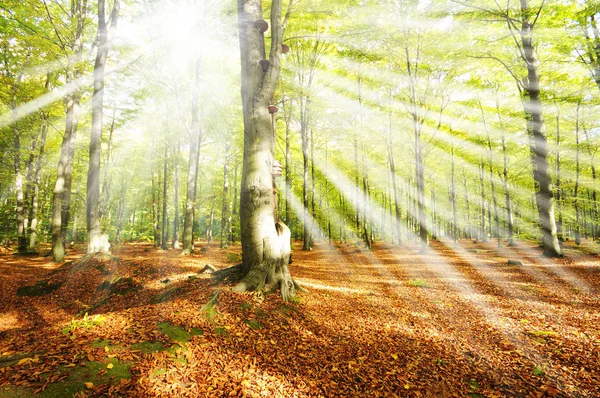 Bela Manhã Com Sol Floresta Outono — Fotografia de Stock