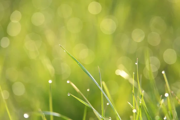 Vista Cerca Hierba Verde Con Rocío Mañana — Foto de Stock