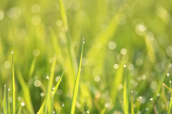 Close Van Groen Gras Met Ochtenddauw — Stockfoto