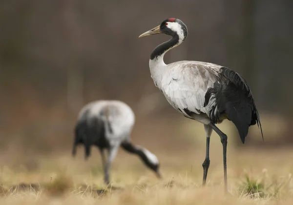 Dwa Dźwigi Wspólne Naturalnym Środowisku — Zdjęcie stockowe