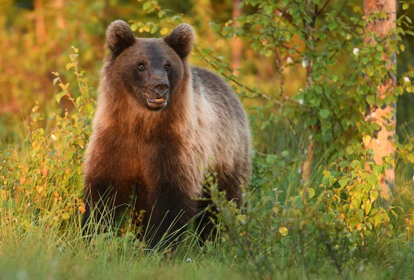 Urso Pardo Selvagem Habitat Natural — Fotografia de Stock