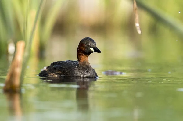 Vista Vicino Del Piccolo Grebe Nell Habitat Naturale — Foto Stock