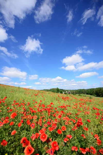 Beau Paysage Été Avec Champ Pavot — Photo