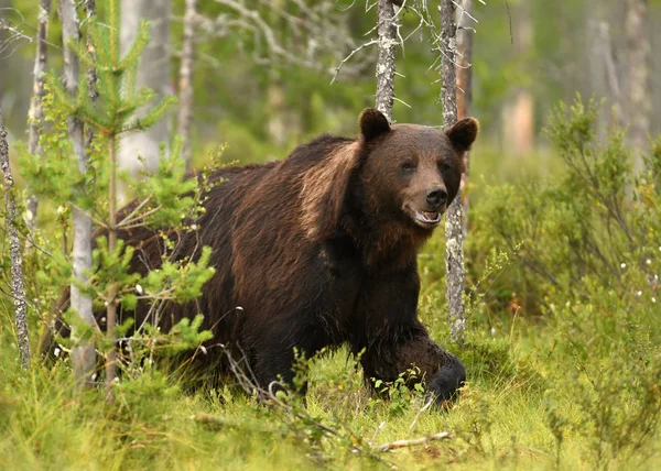 野生棕熊在自然栖息地 — 图库照片