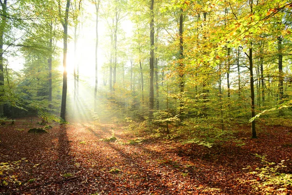 Красивое Утро Солнечным Светом Осеннем Лесу — стоковое фото