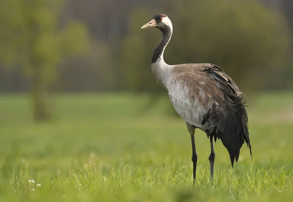 Närbild Bild Trana Naturliga Livsmiljö — Stockfoto