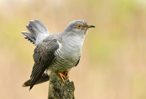 Gemeiner Kuckuck Nahsicht — Stockfoto