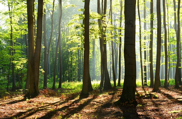 Belle Matinée Avec Soleil Dans Forêt Automne — Photo