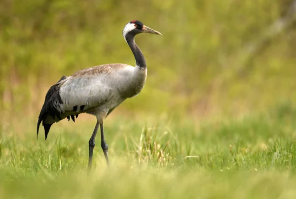 Vue Rapprochée Grue Commune Dans Habitat Naturel — Photo