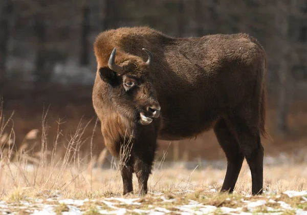 欧洲野牛 Bison Bonasus — 图库照片