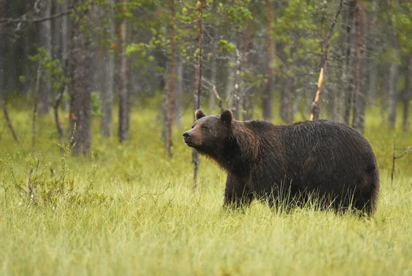 Urso Pardo Selvagem Habitat Natural — Fotografia de Stock