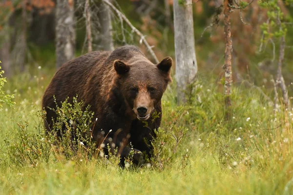 Urso Pardo Selvagem Habitat Natural — Fotografia de Stock