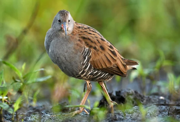 Vista Cerca Water Rail Hábitat Natural — Foto de Stock