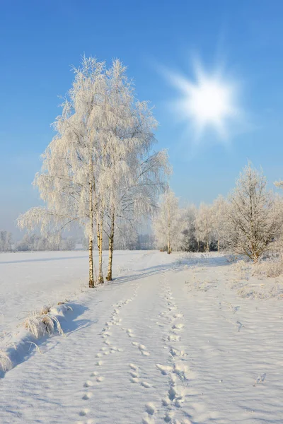 Bela Paisagem Inverno Com Árvores Sem Folhas — Fotografia de Stock
