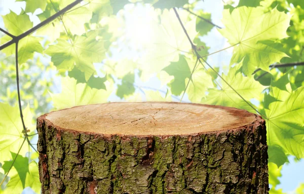 Tronco Árbol Vacío Con Fondo Natural — Foto de Stock